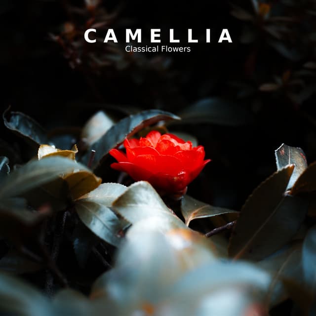 "Camellia": Classical Flowers